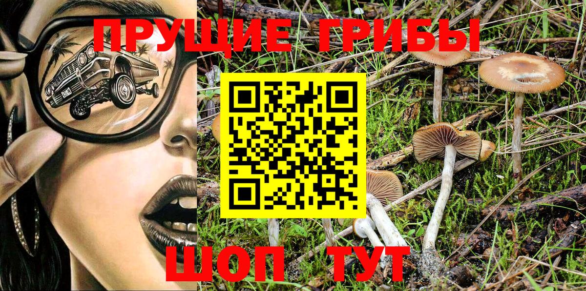 Псилоцибиновые грибы Psilocybe Кропоткин